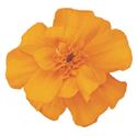 Bild von Tagetes kleinbl P9 Orange